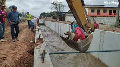 Perro rescatado con una grúa