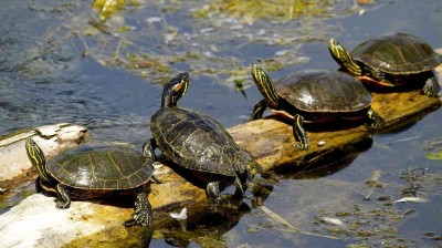 Tortugas ayudando a otra que volcó